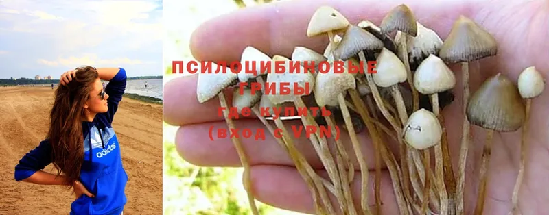 Галлюциногенные грибы Cubensis  Белоусово 